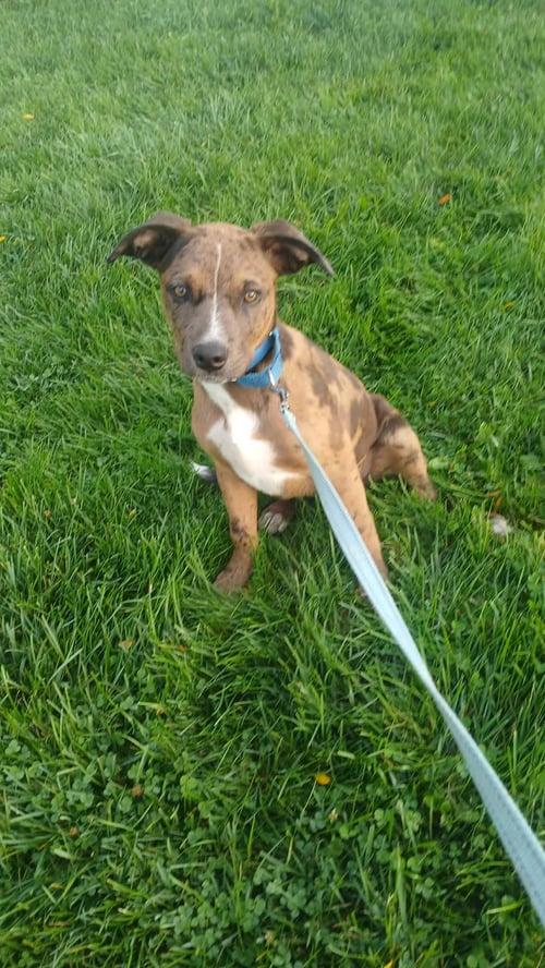 SQUID - BO - Unknown available for adoption