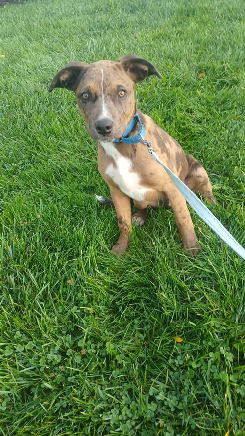 SQUID - BO - Unknown for adoption in Ann Arbor