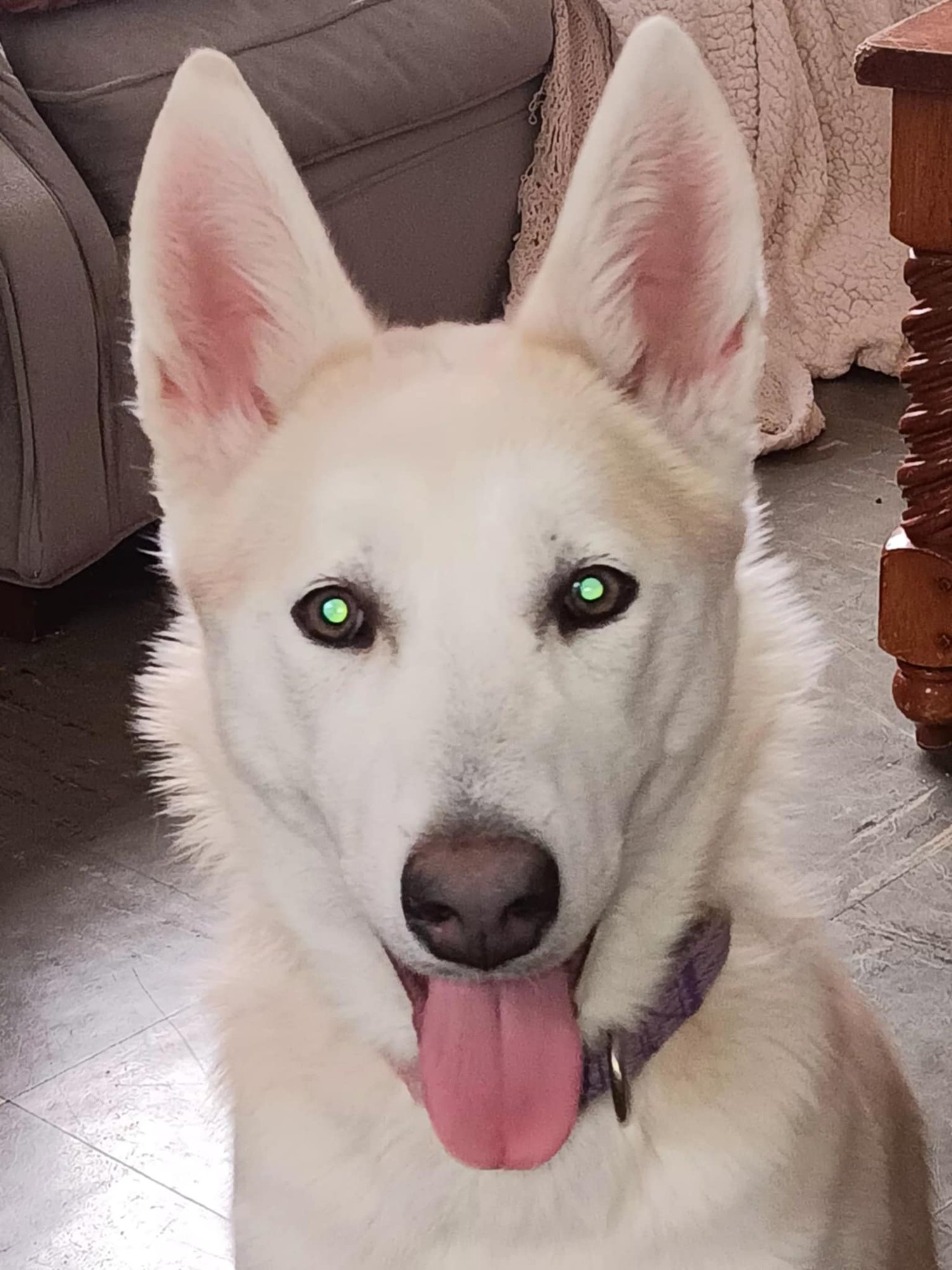 POLAR BEAR -BK - Alaskan Malamute / German Shepherd Dog for adoption in Ann Arbor
