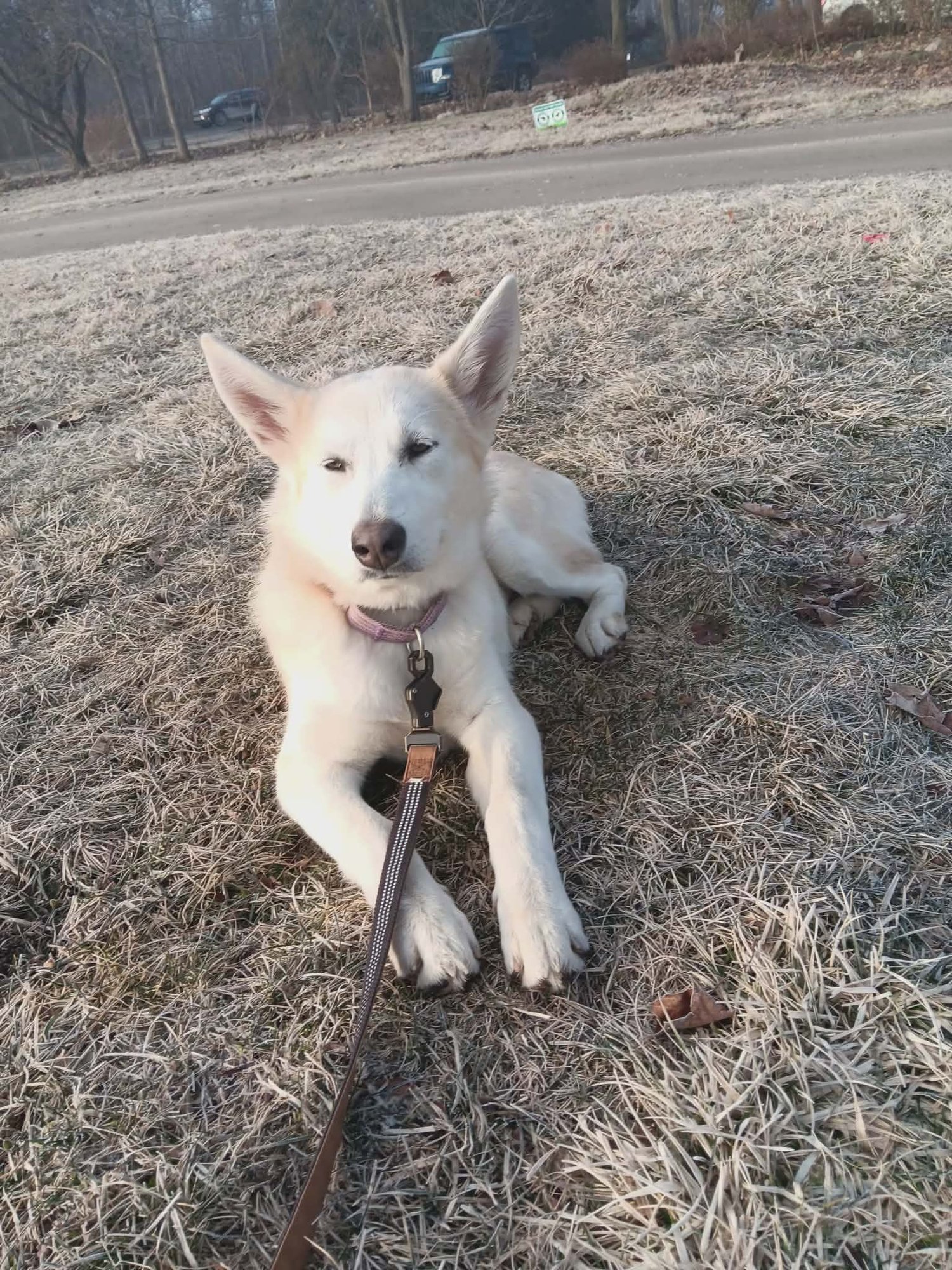 POLAR BEAR -BK - Alaskan Malamute / German Shepherd Dog available for adoption