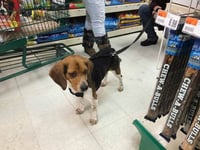 Benny - Photo 7