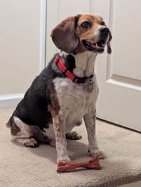 Benny - Photo 1