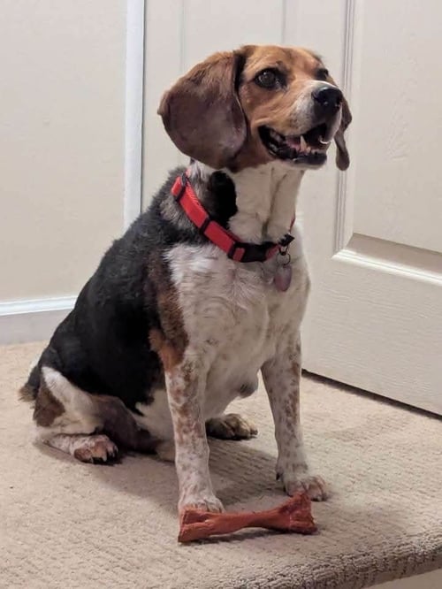 BENNY - Beagle for adoption in Ann Arbor