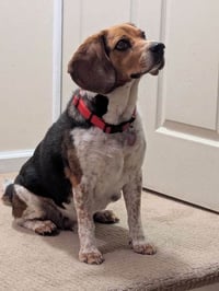 Benny - Photo 4