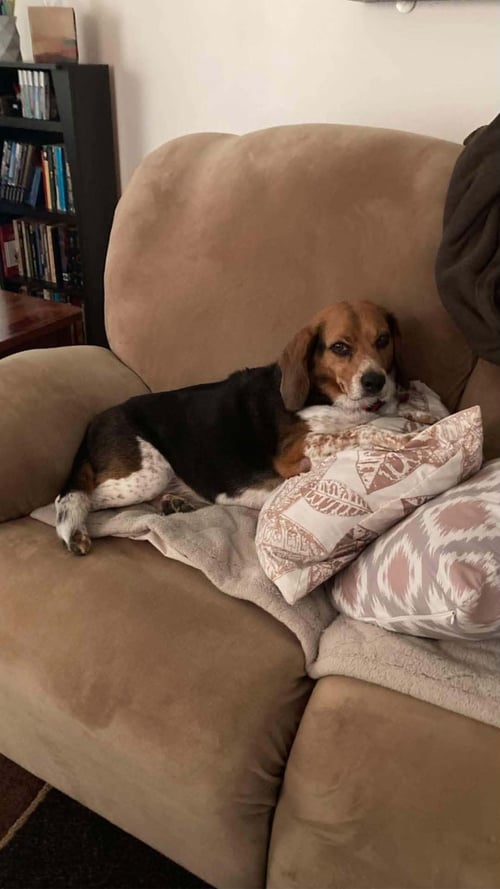 BENNY - Beagle available for adoption