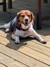 Benny - Photo 3