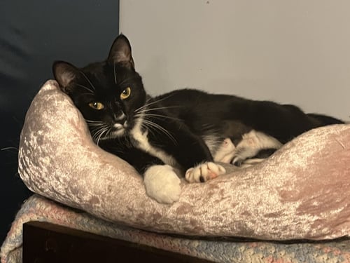 SABRINA - Domestic Short Hair available for adoption