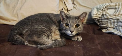 MINK - AD - Domestic Short Hair available for adoption