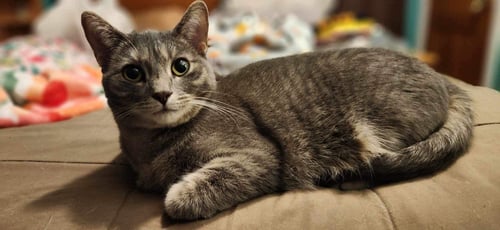 MINK - AD - Domestic Short Hair for adoption in Ann Arbor