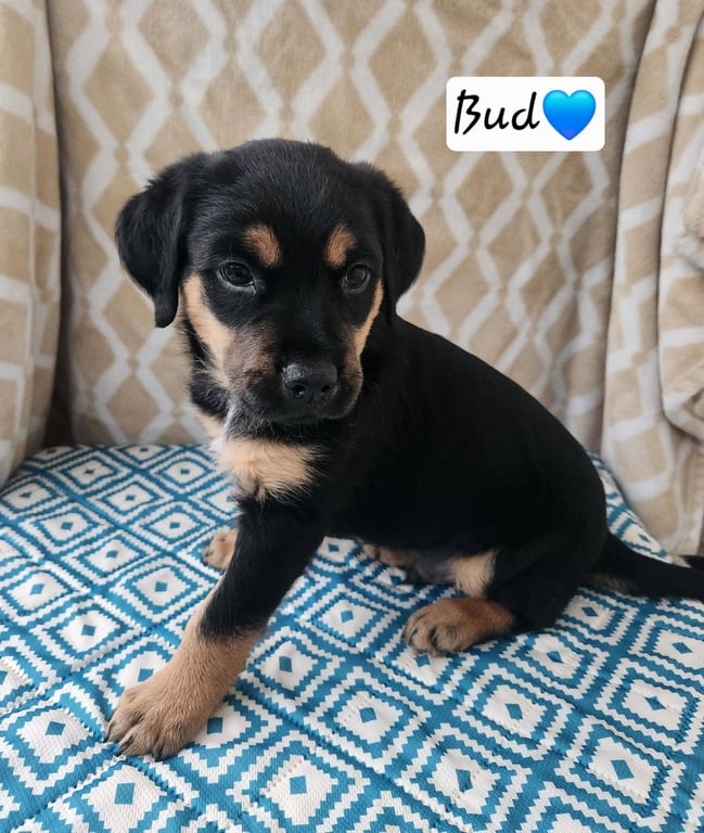 Bud - BL Image