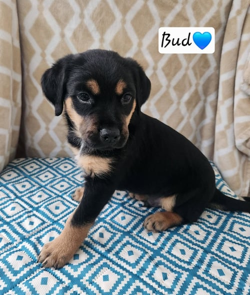 BUD - BL - Coonhound available for adoption