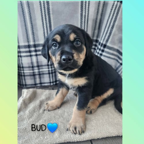 BUD - BL - Coonhound available for adoption