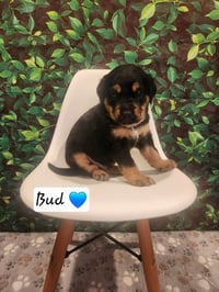 Bud - BL - Photo 3