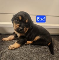 Bud - BL - Photo 4