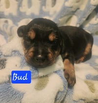Bud - BL - Photo 5