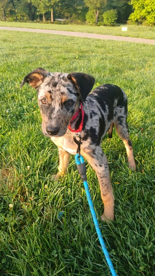 LOON - BO - Unknown for adoption in Ann Arbor