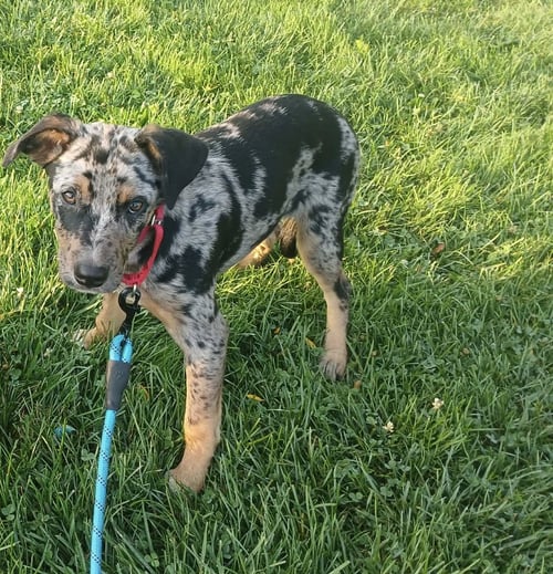 LOON - BO - Unknown available for adoption