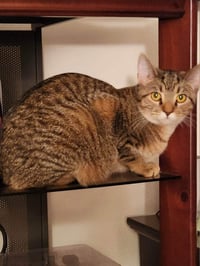 Lilly - AD - Photo 4