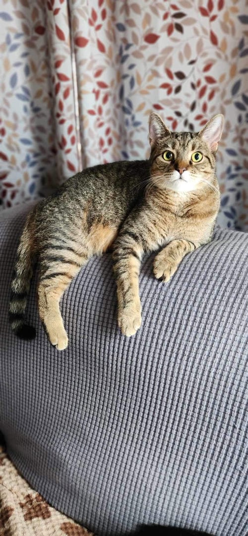 LILLY - AD - Domestic Short Hair for adoption in Ann Arbor