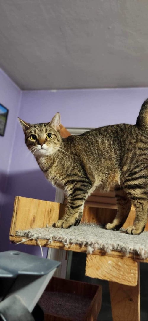 LILLY - AD - Domestic Short Hair available for adoption