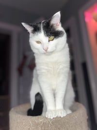 Frankie - Photo 1