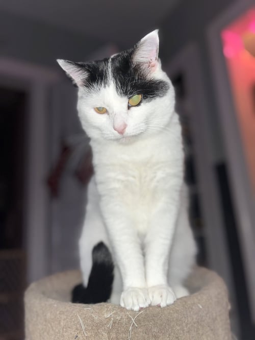 FRANKIE - Domestic Short Hair for adoption in Ann Arbor