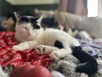 Frankie - Photo 4