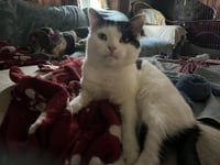 Frankie - Photo 6