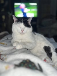 Frankie - Photo 5