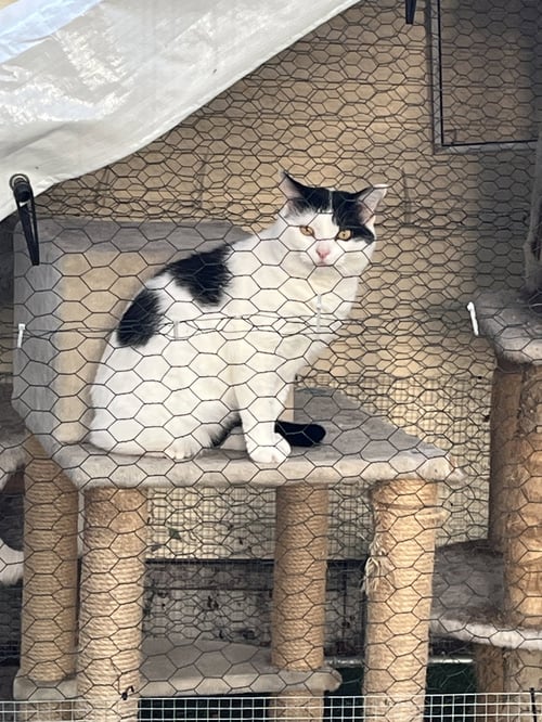 FRANKIE - Domestic Short Hair available for adoption