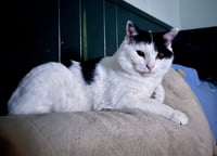 Frankie - Photo 3