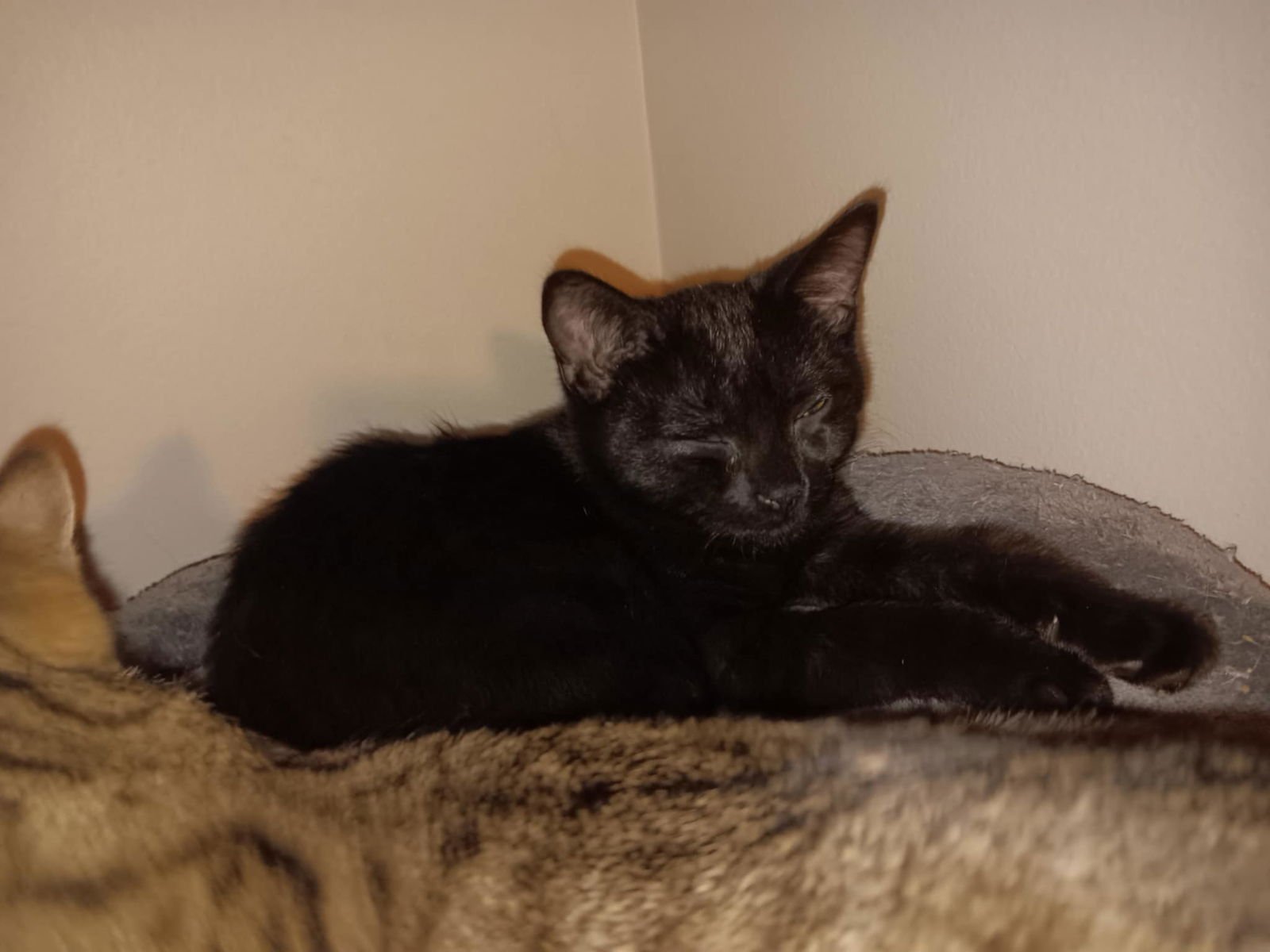 GREMLIN BI - Domestic Short Hair available for adoption