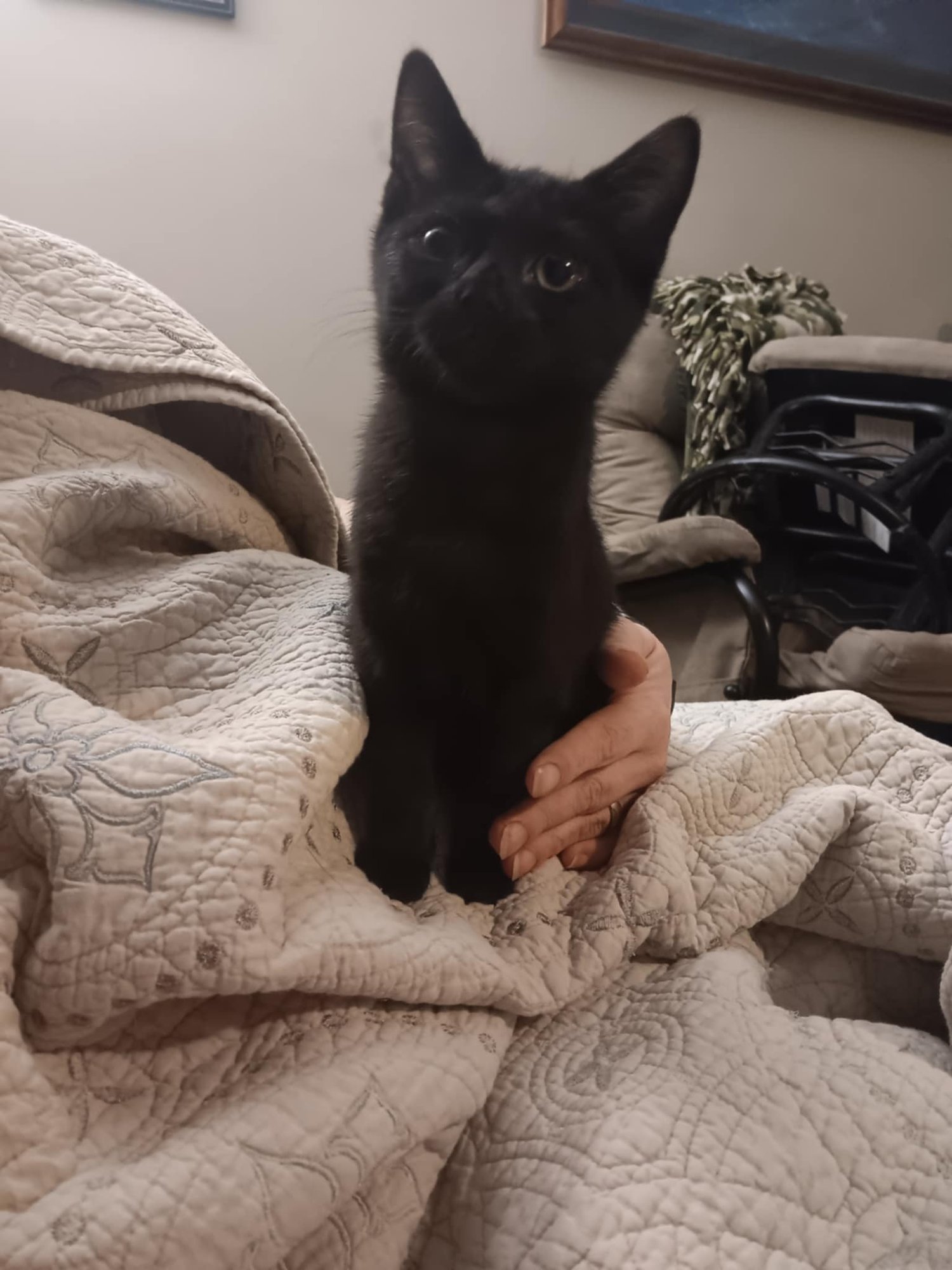 GREMLIN BI - Domestic Short Hair available for adoption