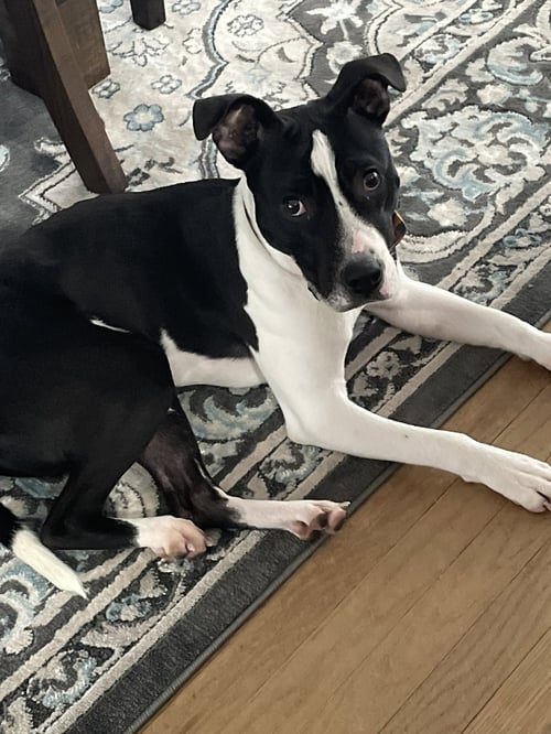 KANE - American Pit Bull Terrier / Pit Bull Terrier available for adoption