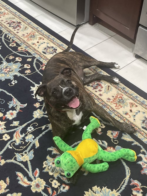 IZZY - Pit Bull Terrier / Boxer available for adoption