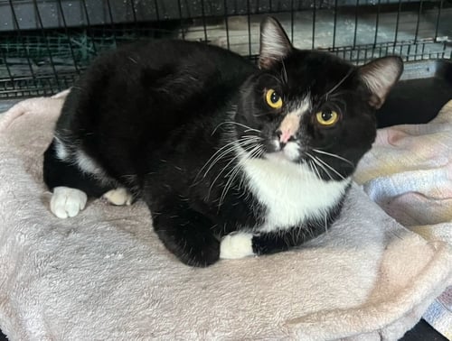 PHANTOM - Domestic Short Hair for adoption in Shreveport
