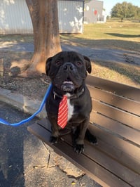 Oscar - Photo 1