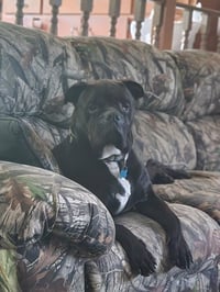 Oscar - Photo 5