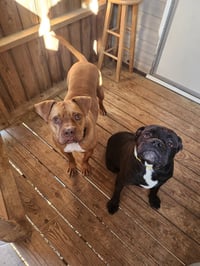 Oscar - Photo 3