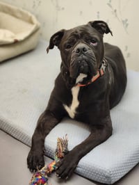 Oscar - Photo 11