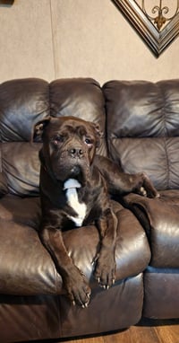 Oscar - Photo 12