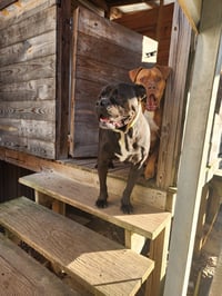 Oscar - Photo 4