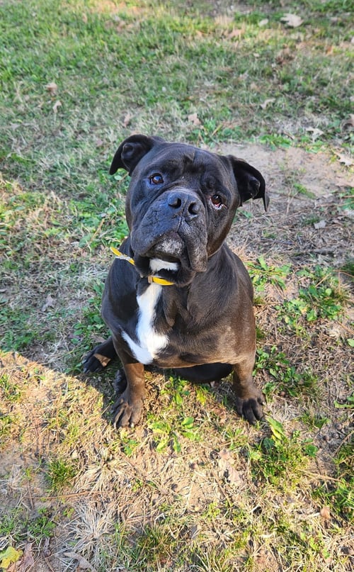 OSCAR - American Bulldog available for adoption