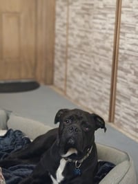 Oscar - Photo 16