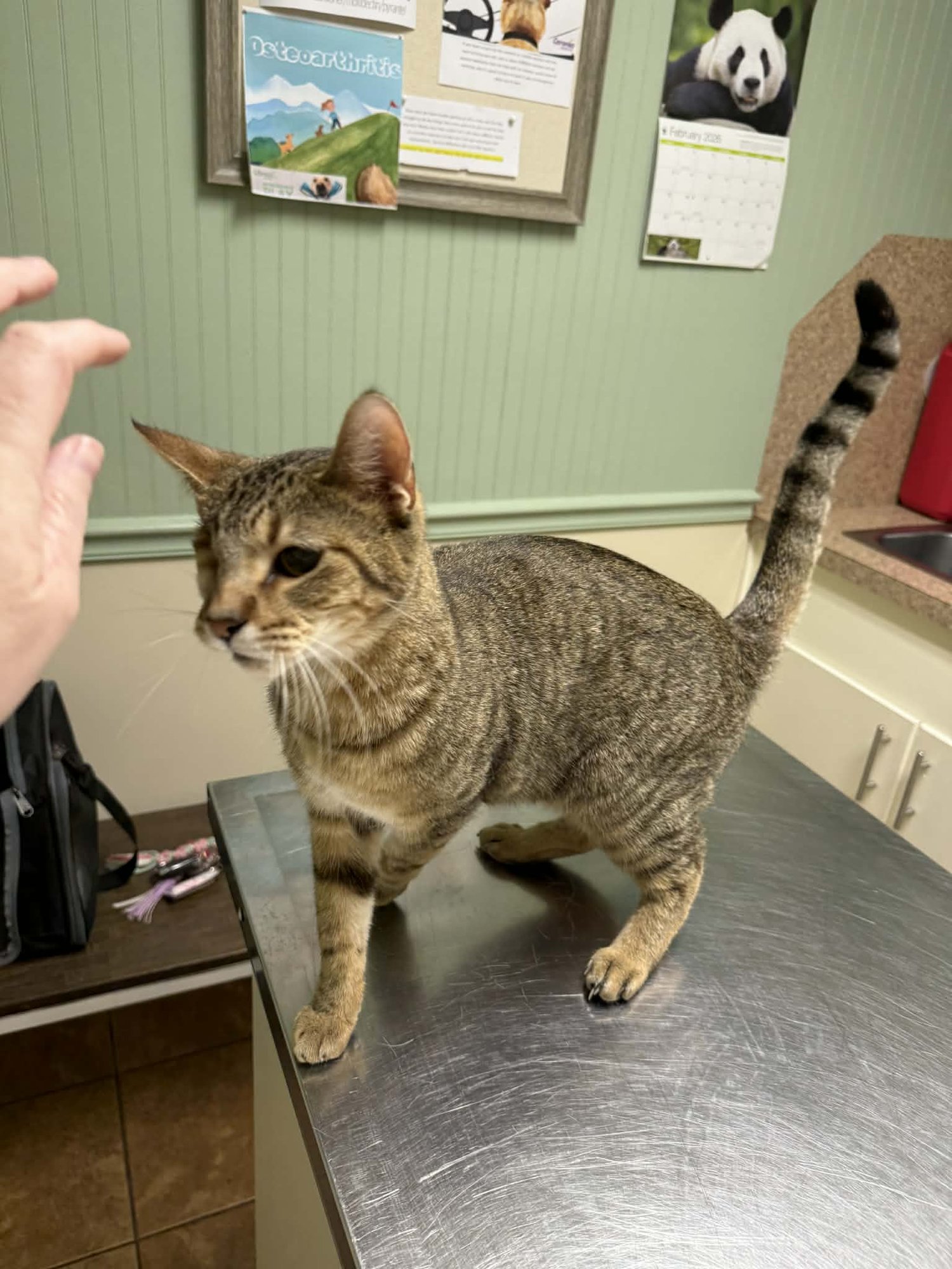ZEUS - Domestic Short Hair available for adoption