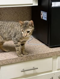 Zeus - Photo 3