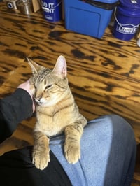 Zeus - Photo 1