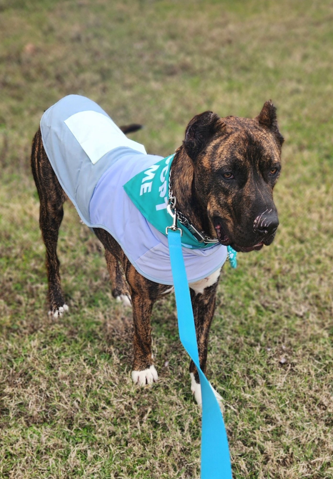STANLEY - Unknown for adoption in Shreveport