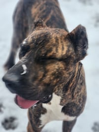 Stanley - Photo 7