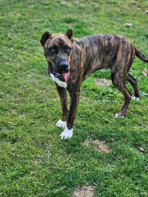 STANLEY - Unknown available for adoption